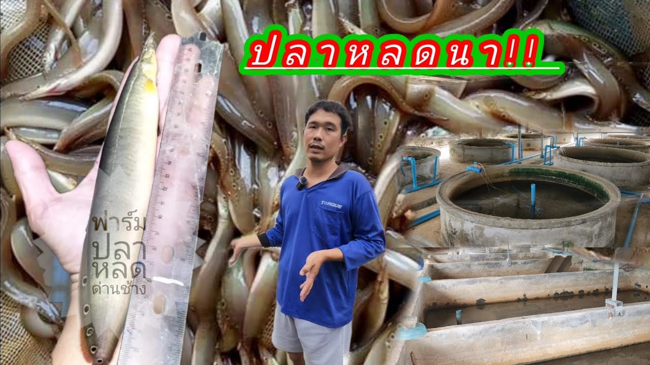 ปลาหลดนา!! วัยรุ่นสร้างตัว​ เพาะปลาหลดขาย​ รายได้ไม่ธรรมดา​ สุดยอดไปเลย