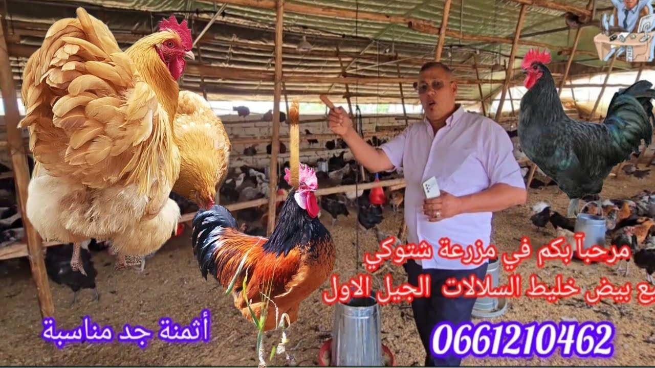 قناة محمد بلحيمر تقني في صناعة الفقاسات و تربية السلالات للحجز يرجى الاتصال بالرقم : 0661695916