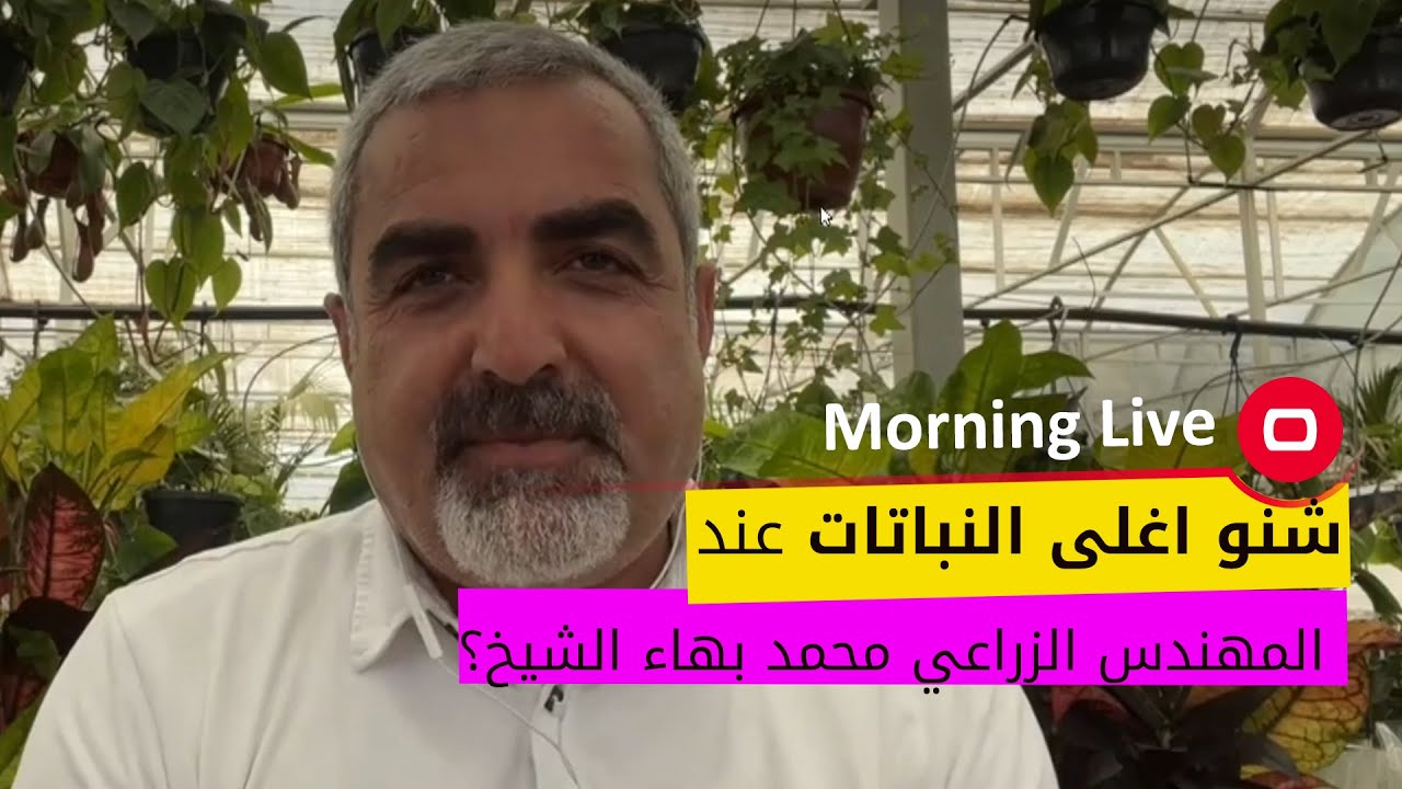 شنو اغلى النباتات عند المهندس الزراعي محمد بهاء الشيخ؟