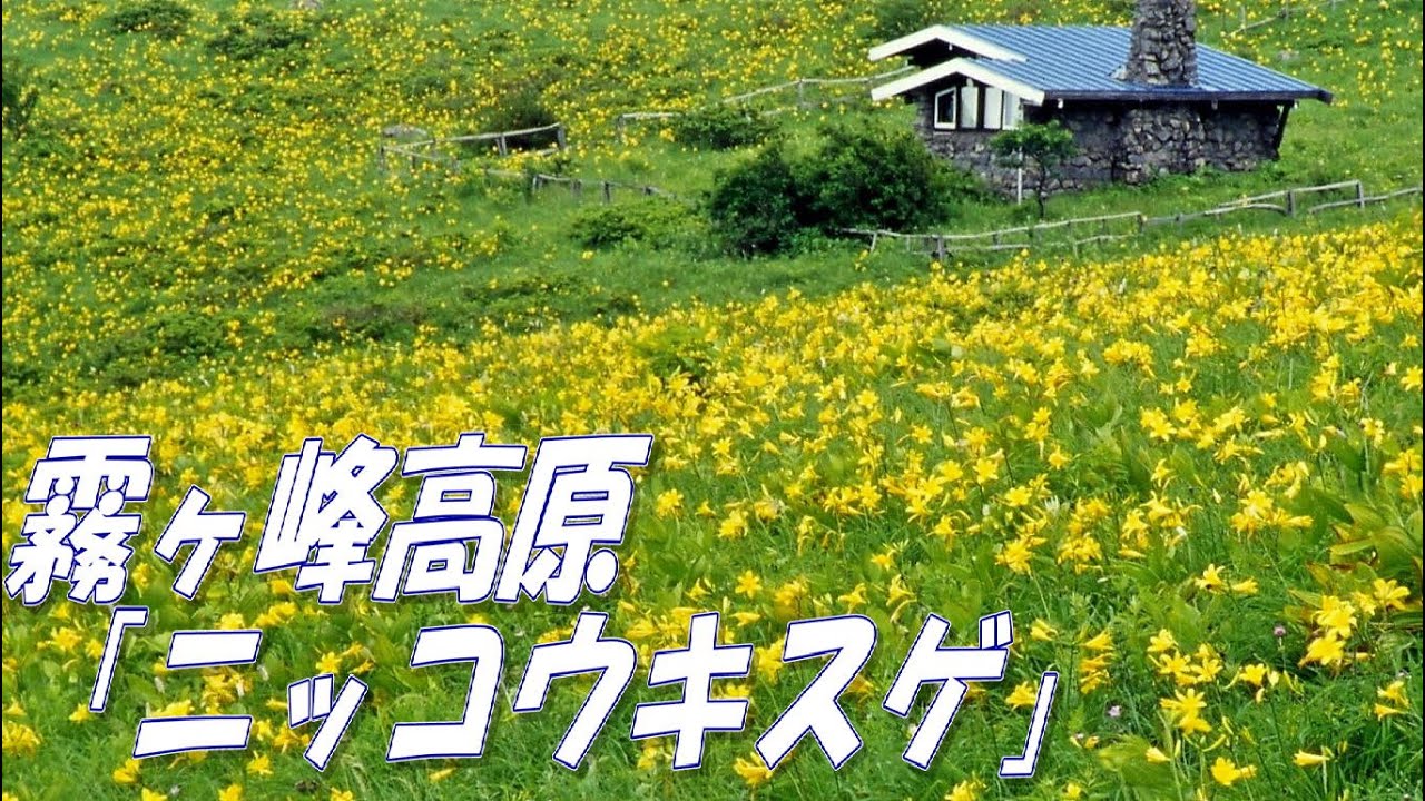 リチャード・クレイダーマン「鳥を夢見て」：映像；霧ヶ峰（ニッコウキスゲの丘）
