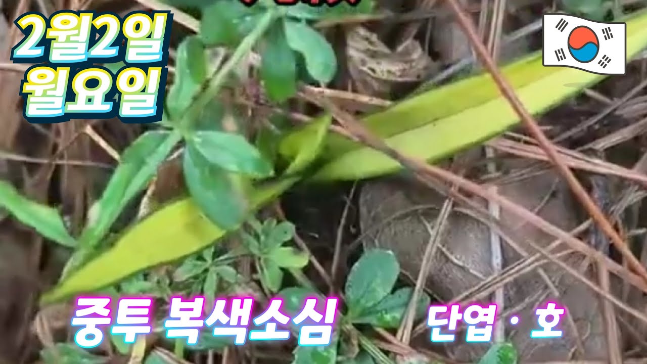 2월2일ㆍ월요일ㆍ9품종ㅡ무명 ( 중투복색소심)    단엽 호ㆍ ㆍ ㆍ 종자목하세요 💥💥💥 [4K]