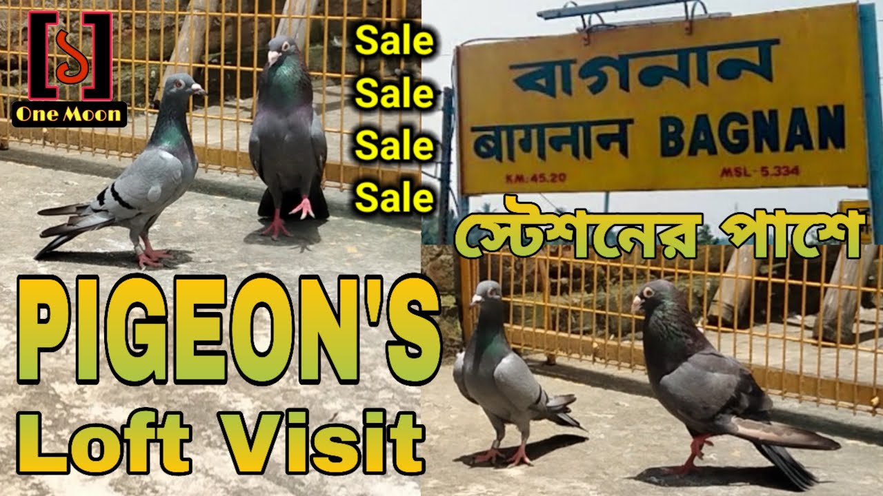 Bagnan Rasel Bhai ka Pigeon's Loft Visit | High Flying Pigeon | One Moon