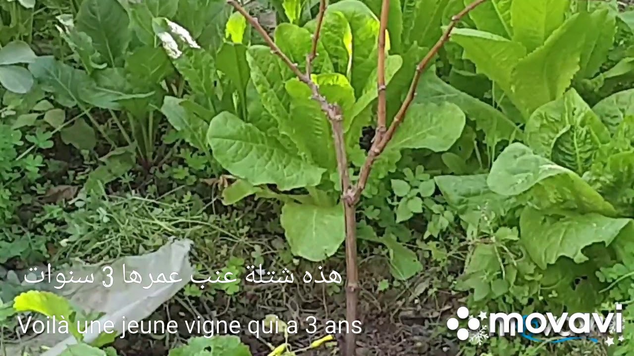 Taille de la vigne en GOBELET  - تقليم العنب على طريقة الكأس