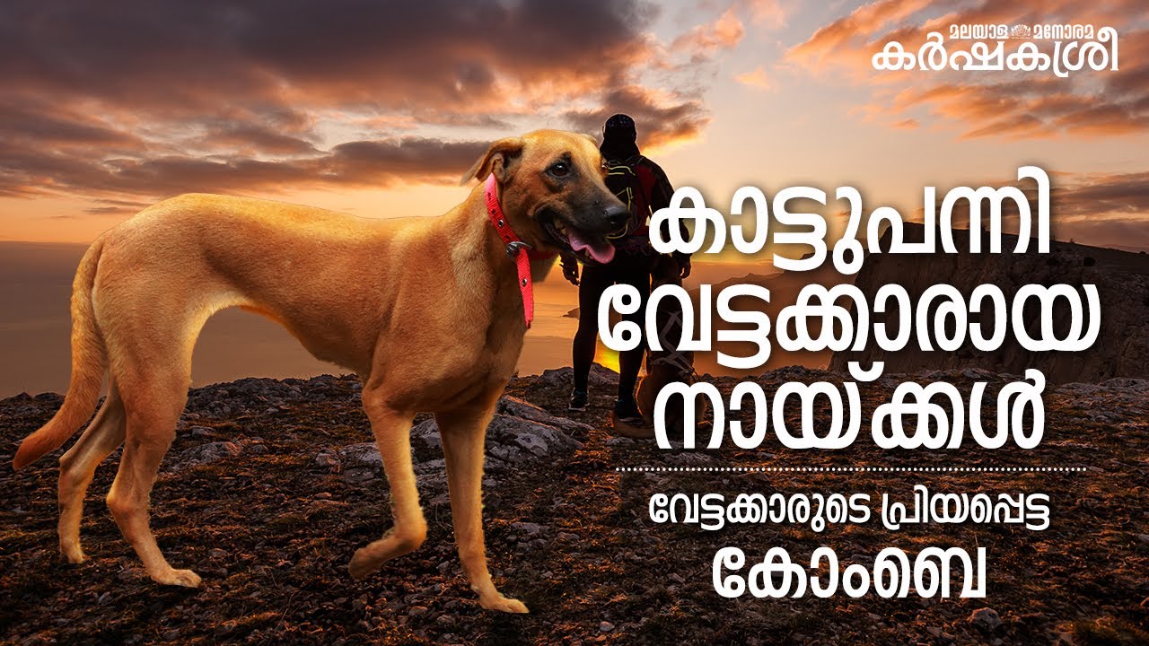 കാട്ടുപന്നികളെ പിടിക്കുന്ന ഇനം, വേട്ടക്കാരുടെ പ്രിയപ്പെട്ട കോംബെ | Karshakasree