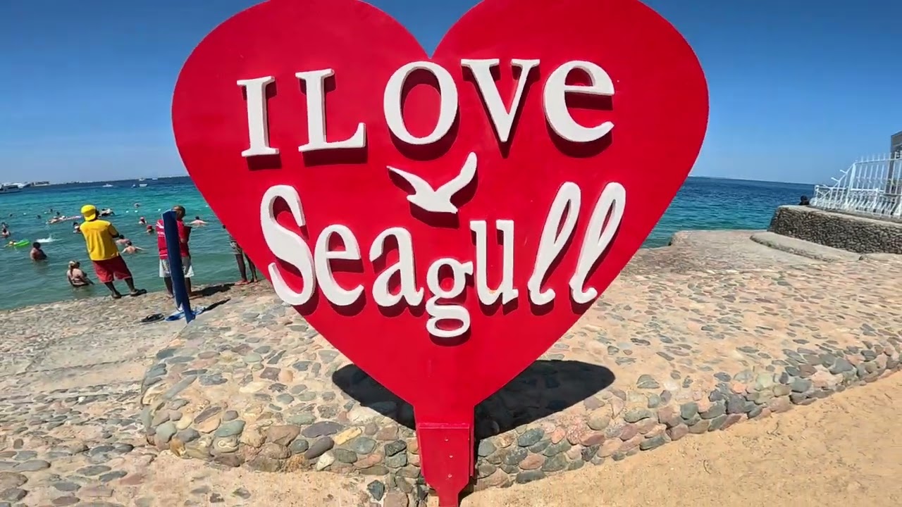 Seagull Hurghada Egipt 2025