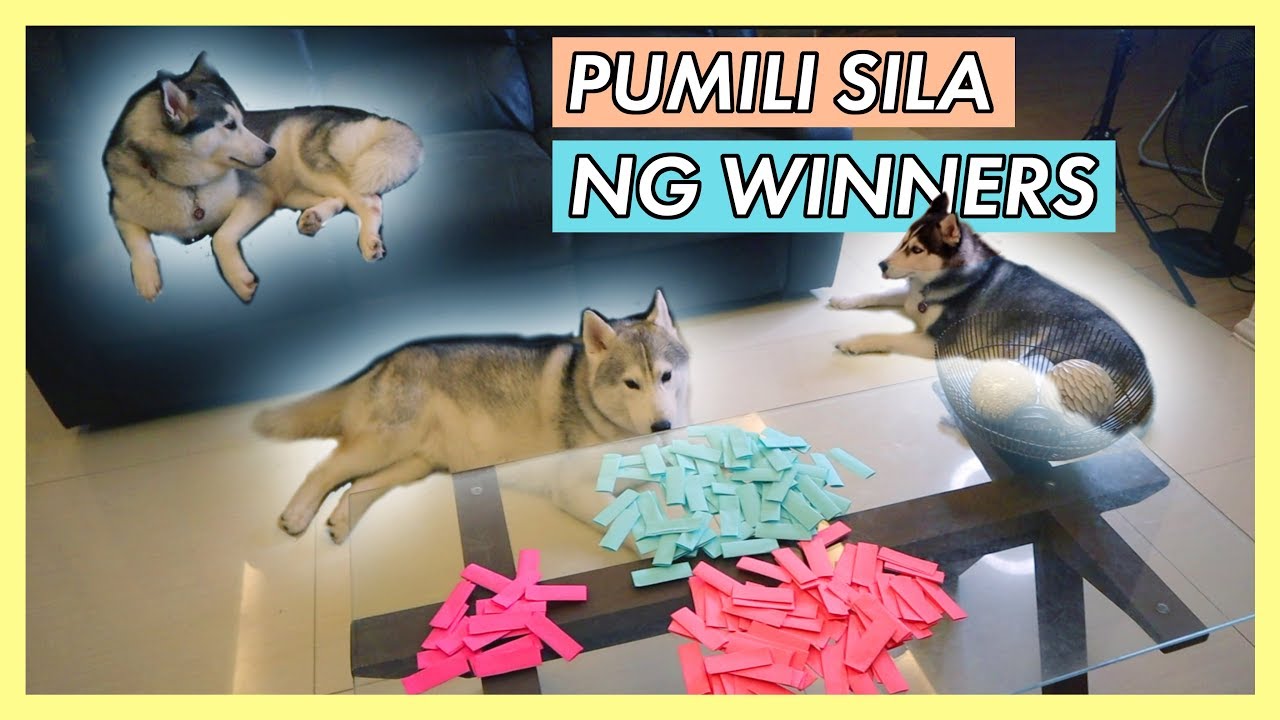 ANNOUNCEMENT OF 1K SUBS GIVEAWAY WINNERS