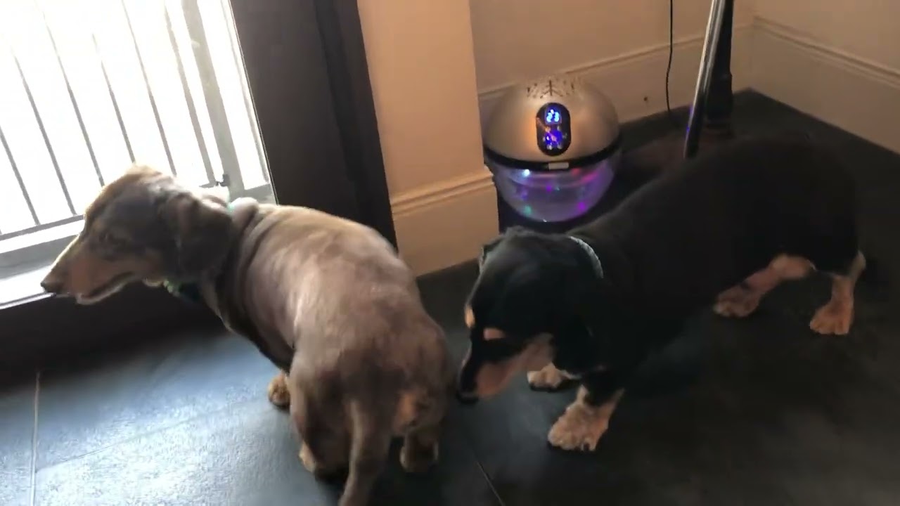 モックちゃんと遊ぶ♪