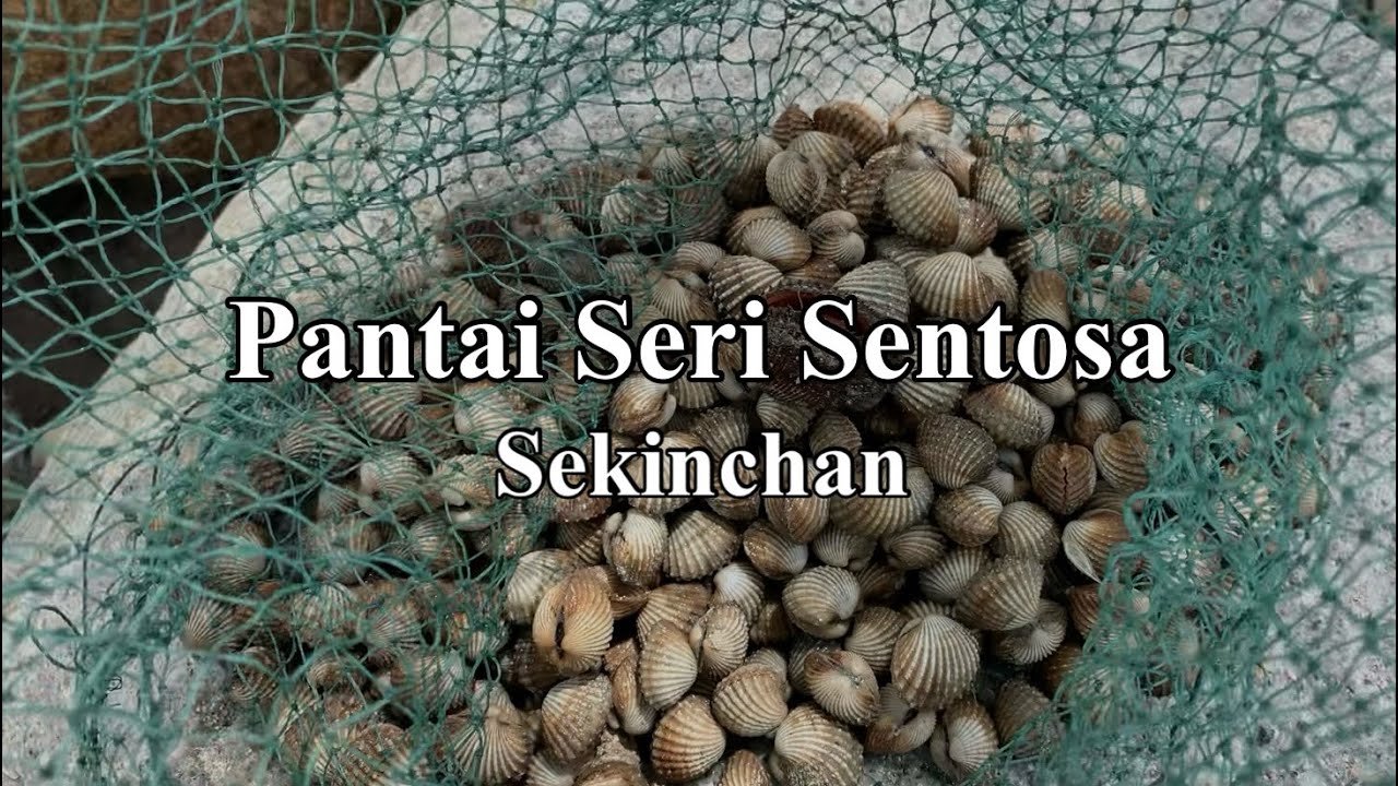 Operasi cari kerang di Pantai Seri Sentosa Sekinchan