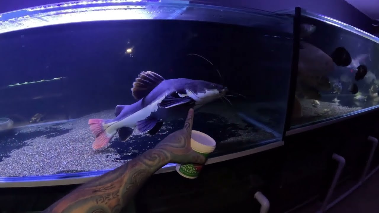 FISH ROOM TOUR 🪱 MONSTER FISHTANKS!