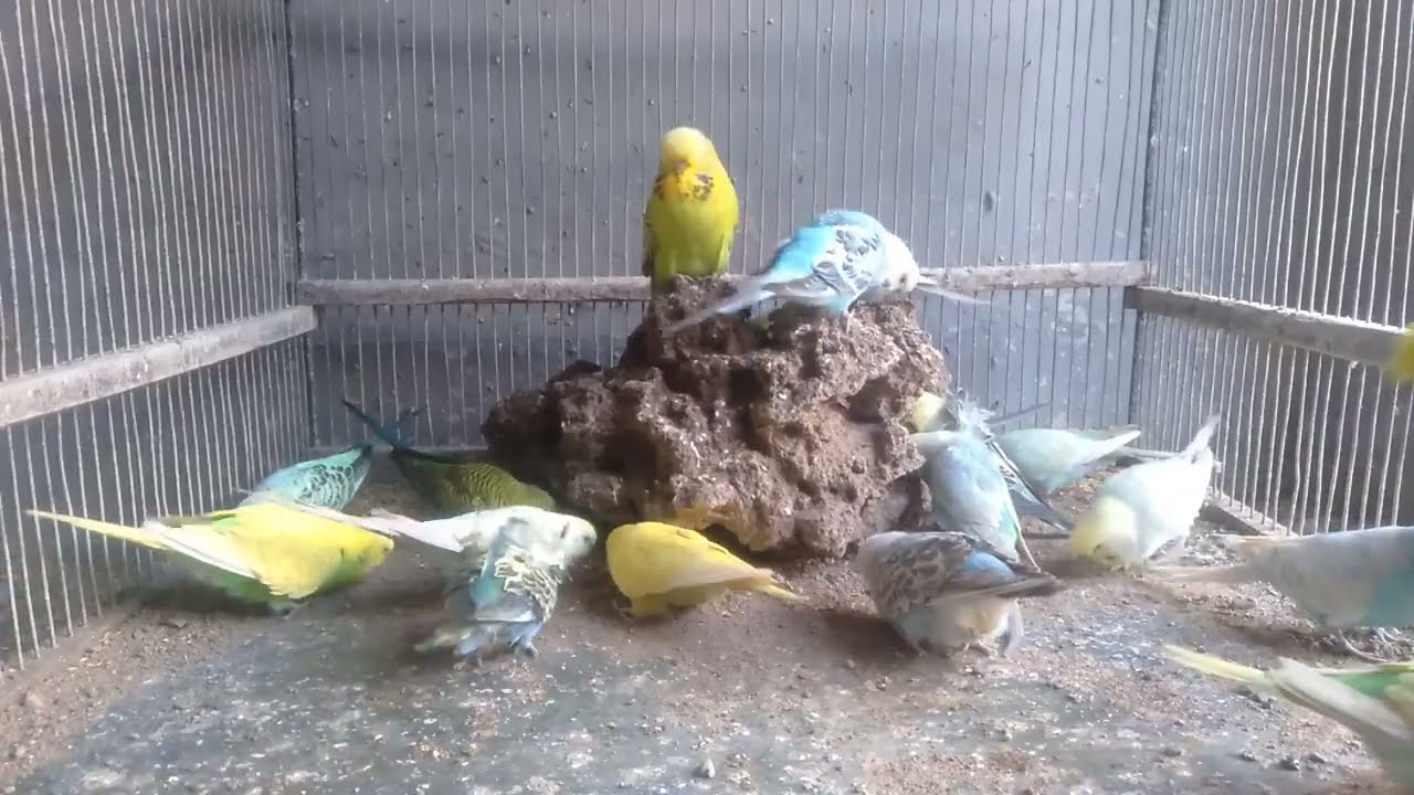 🐦 実は逆だった…インコが喜ぶケージ配置