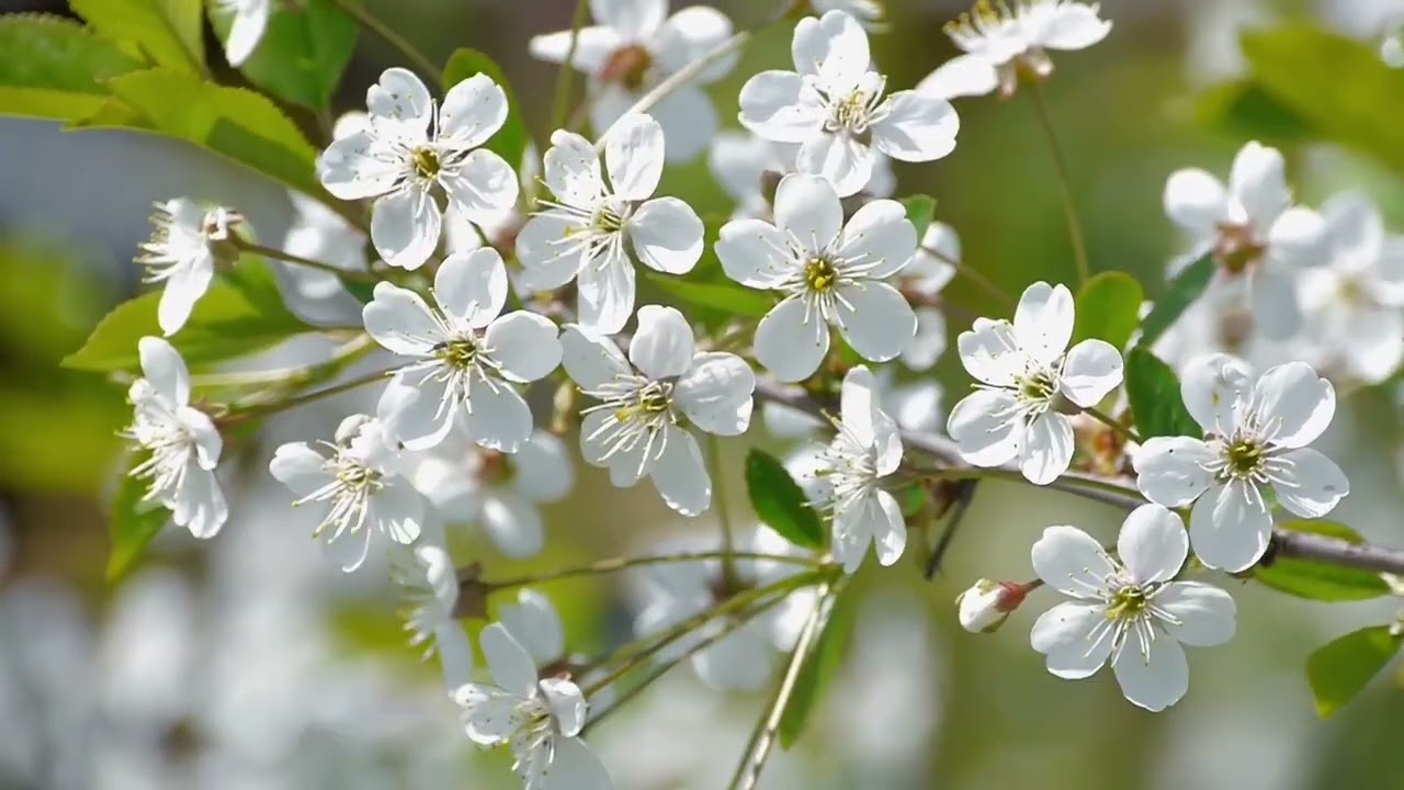 Depois da batalha me coroará 418 harpa cristã 