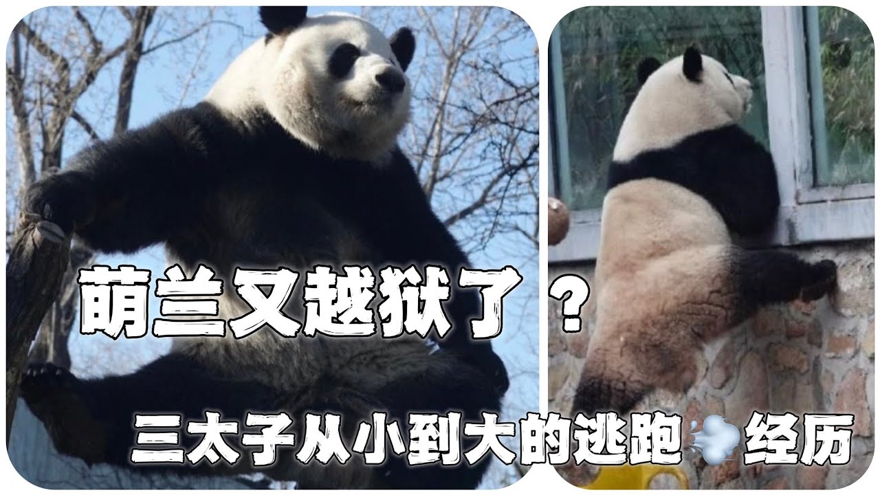 萌兰又想越狱？萌兰从小到大的逃跑经历，没想到“越狱基因”竟是来自一个女性人类。