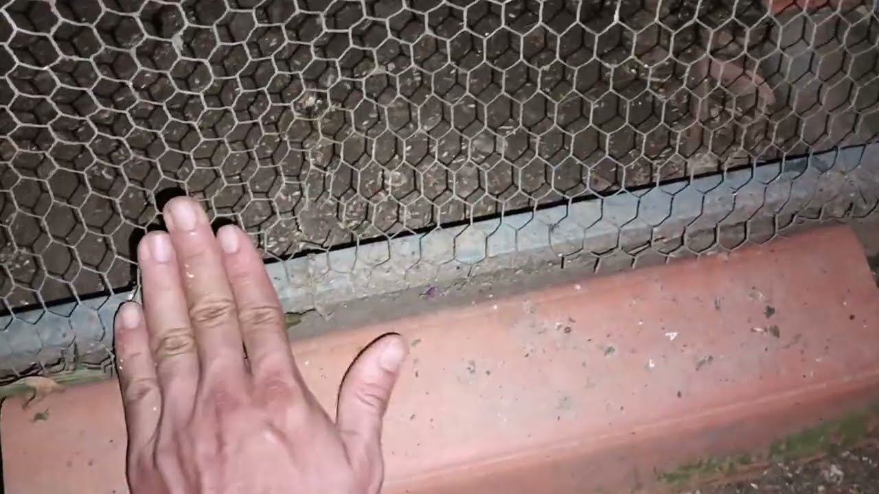 Como evitó que se meta el perro a la voladera de mis pericos 