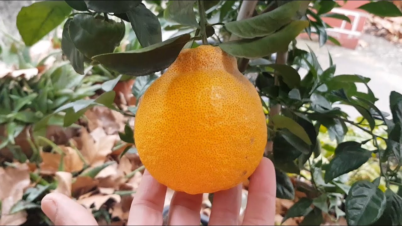 Dégustation d'agrumes, carambole et tamarillo