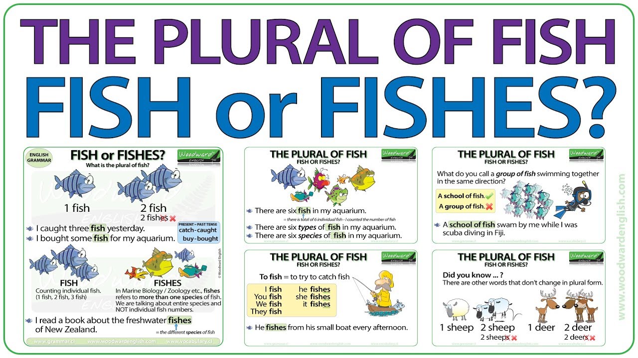 The plural of FISH - Fish or Fishes?