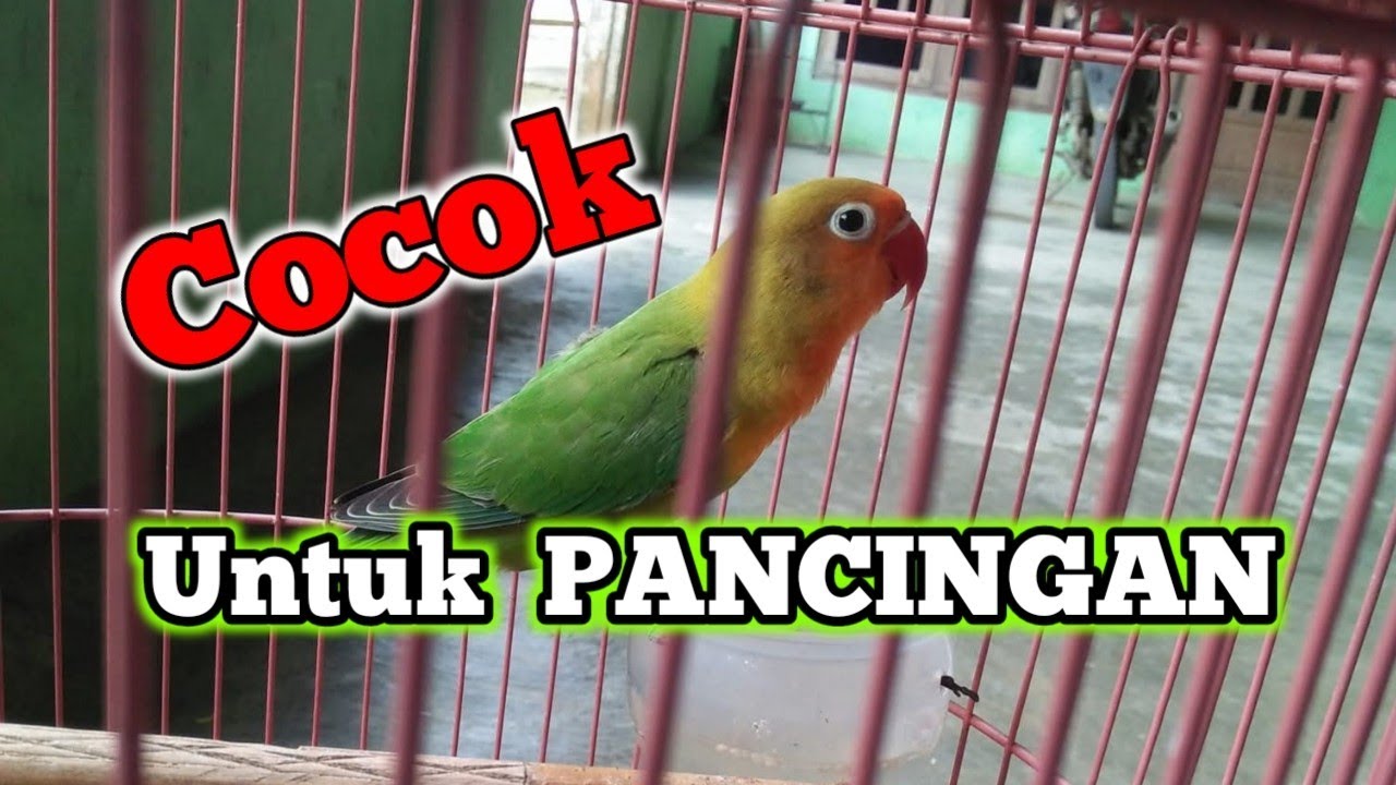 Suara burung lovebird konslet