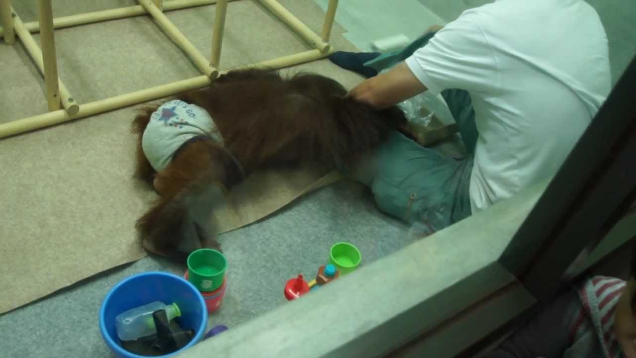 チョ～可愛いオラウータンの赤ちゃん「ムム」　飼育員さんとチュッ！