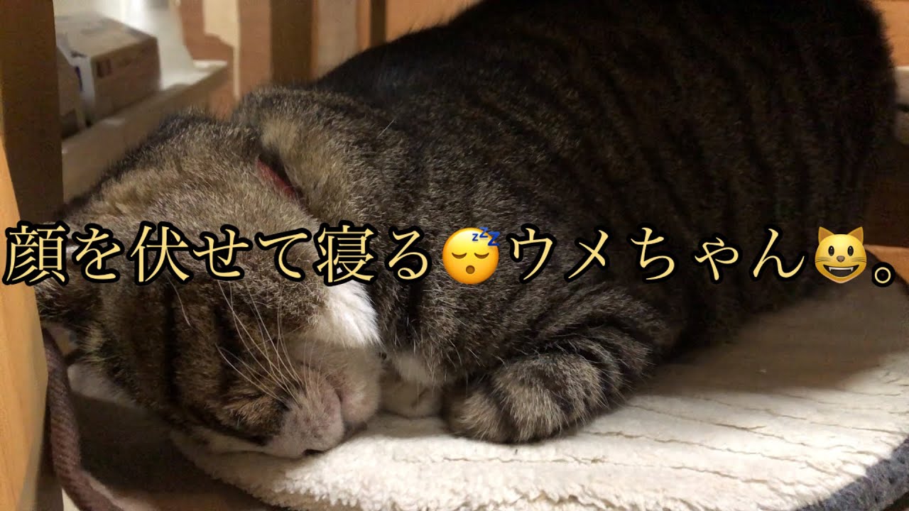 顔を伏せて寝る😴ウメちゃん😺。