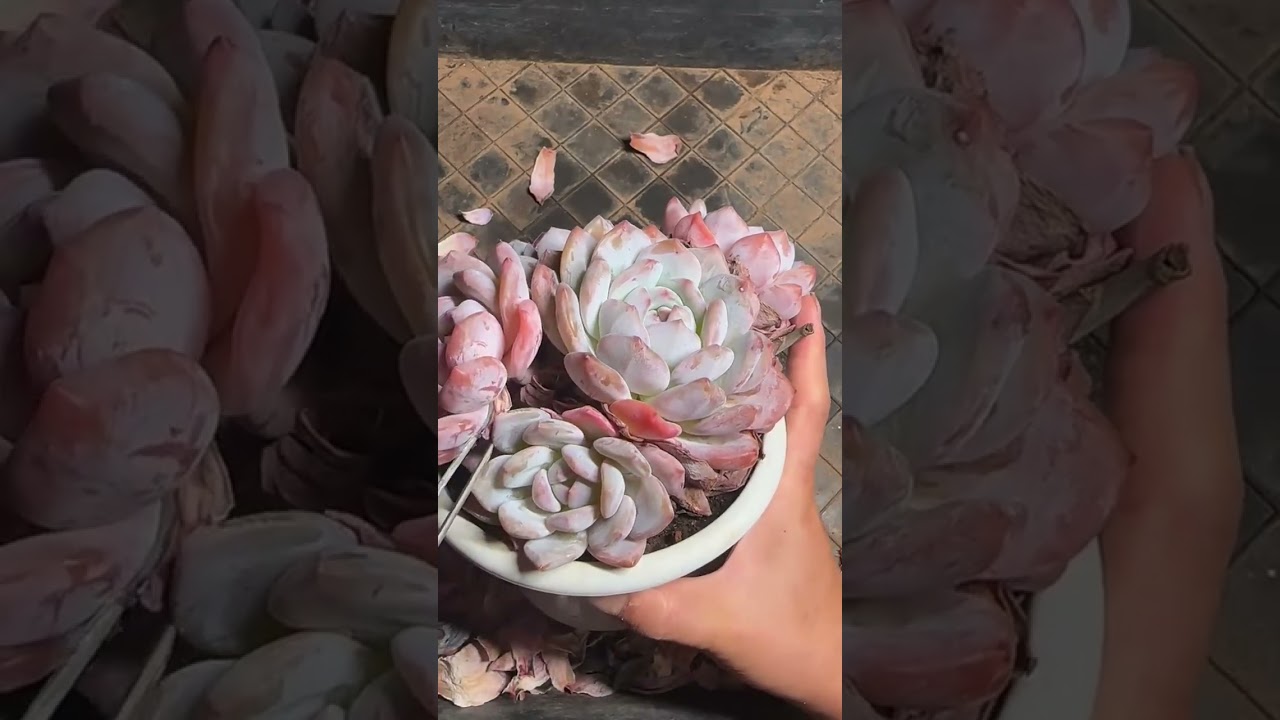 Beautiful Succulent Arrangement Ideas  Easy Indoor Plant Decoration