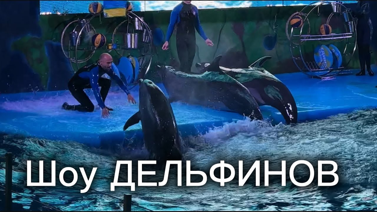 Дельфинарий ,,НЕМО,, романтичне шоу с ДЕЛЬФИНАМИ🐬 -Одесса