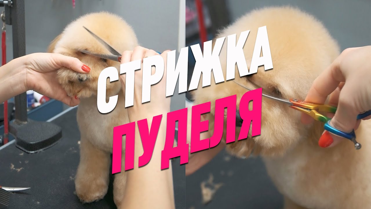 ГРУМИНГ ПУДЕЛЯ / СТРИЖКА ПУДЕЛЯ В АЗИАТСКОМ СТИЛЕ / Эпизод МАСТЕР-КЛАССА / GROOM SCHOOL