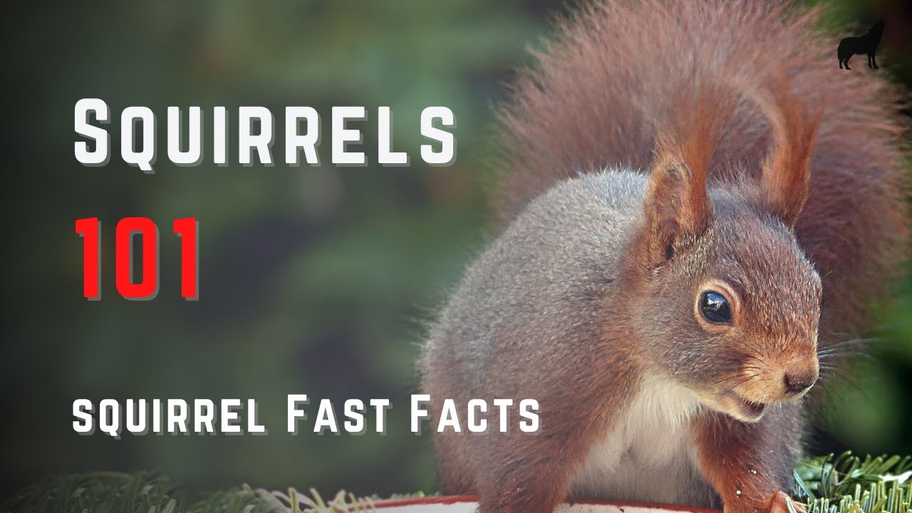 Squirrels 101 - The Squirrel Species Information and Quick facts