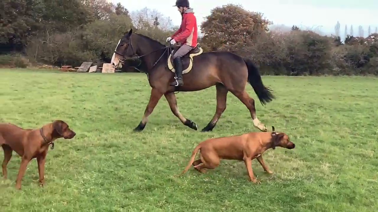 Irish Draught Mare