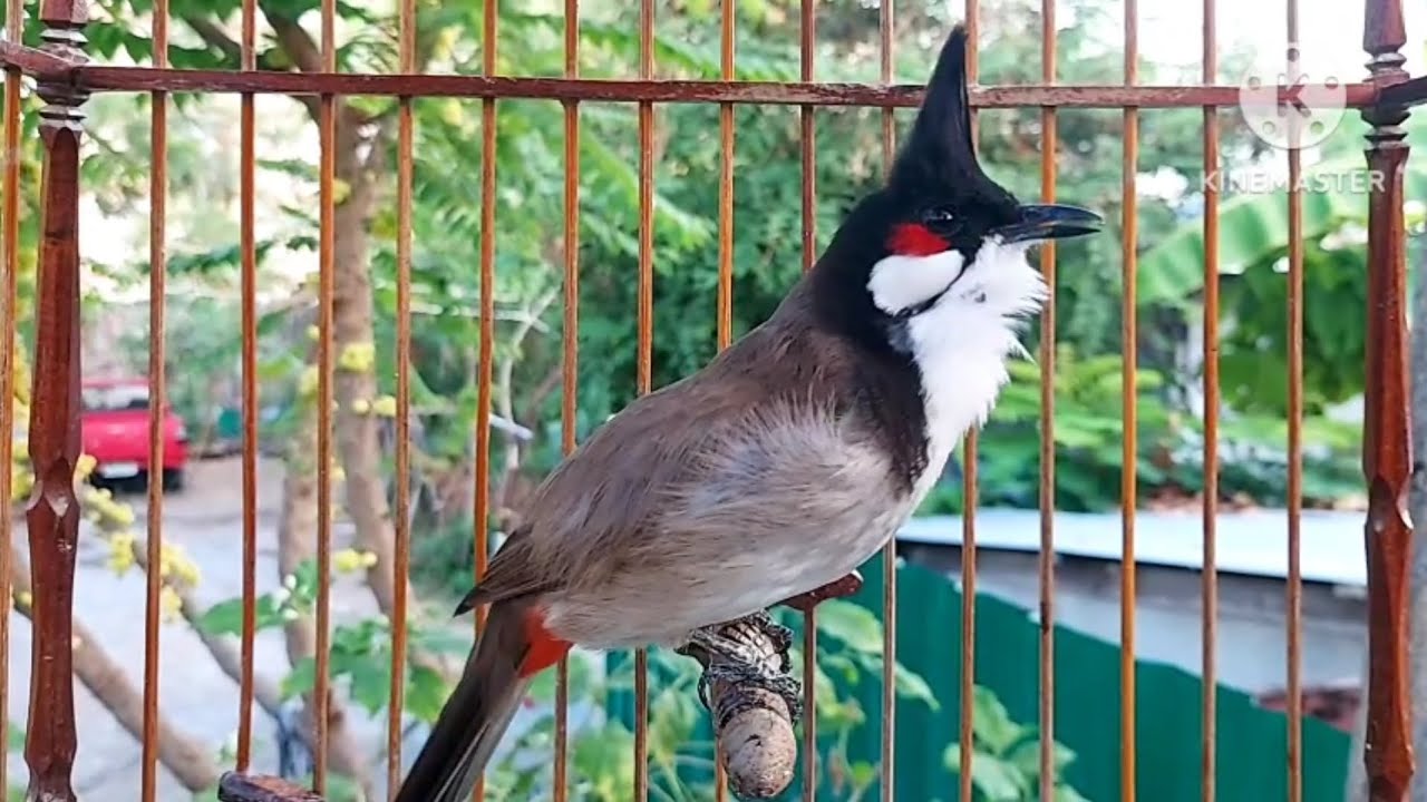 นกกรงหัวจุก จ้าวคำหมาน #birds #chaomao #animals #bulbulbird #cute #nature #jambul 