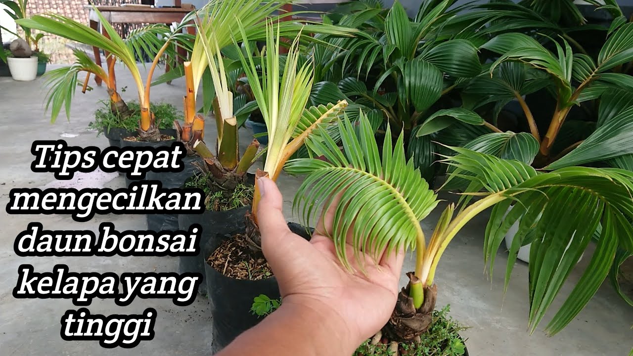 CARA CEPAT MENGECILKAN DAUN BONSAI KELAPA | AMAN DI JAMIN BERHASIL