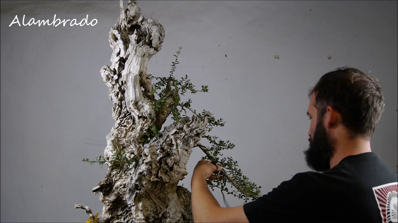 Disfrutando de la evolucion en una Olea 
