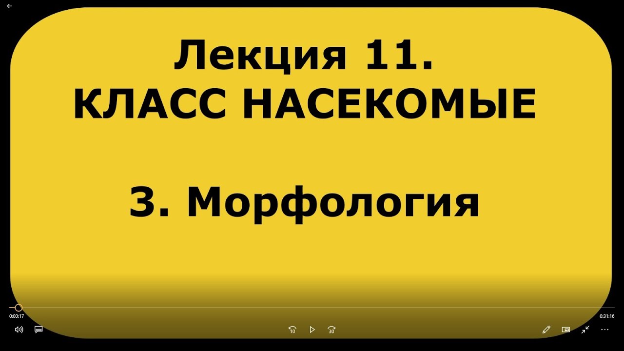 Зоология беспозвоночных. Лекция 11. Класс насекомые. 3. Морфология