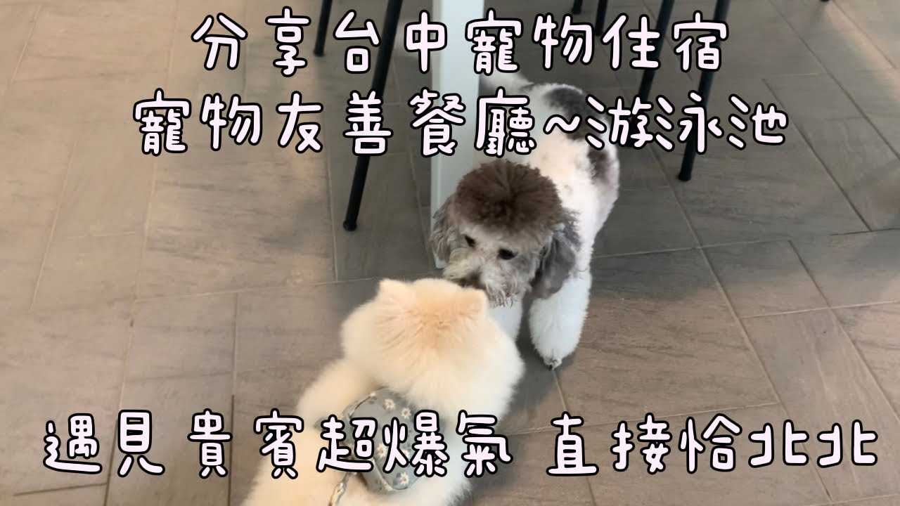 來到台中各種寵物友善&住宿&餐廳&游泳 之 遇見貴賓差點打起來 恰北北