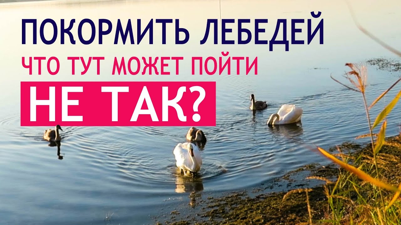 Беларусь | Озеро Нарочь | Осторожно! Хищные лебеди | И мы сбежали