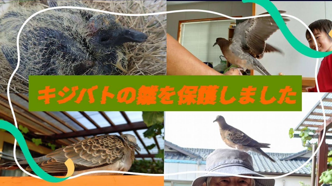 キジバトの雛を保護しました😅