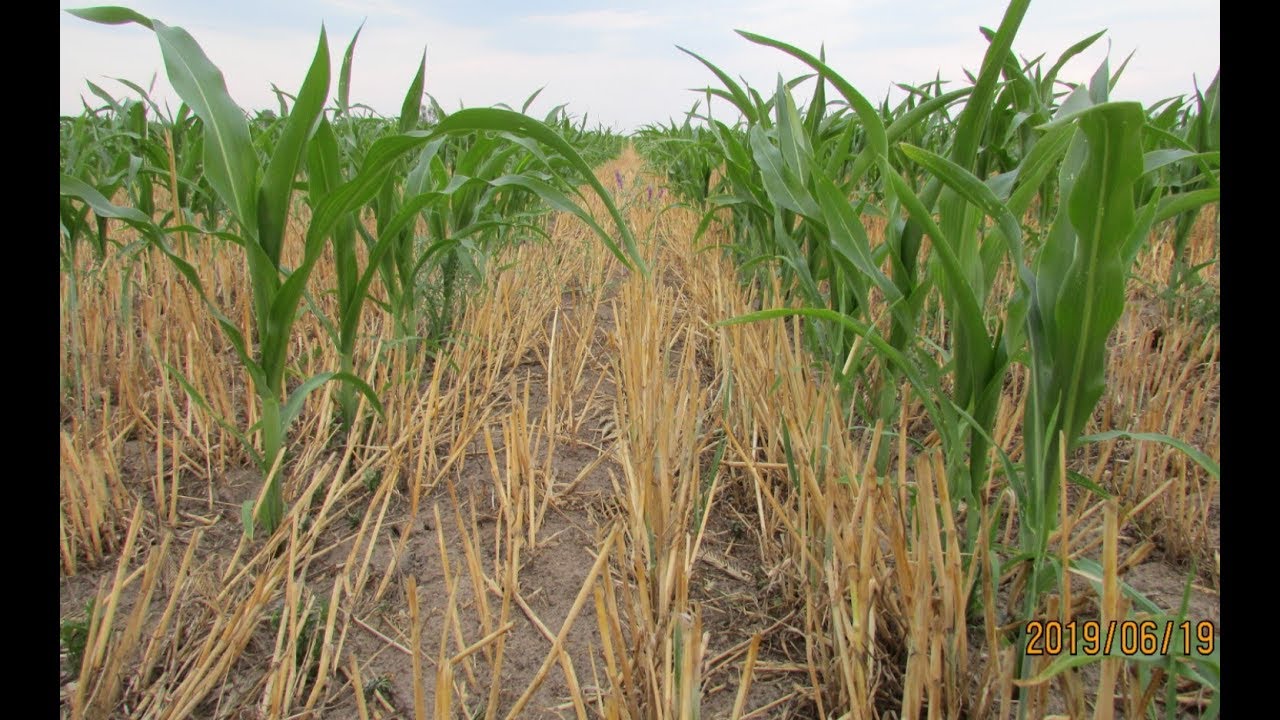 Kukurydza 2019 od siewu do zbioru/Strip-Till/Czajkowski ST
