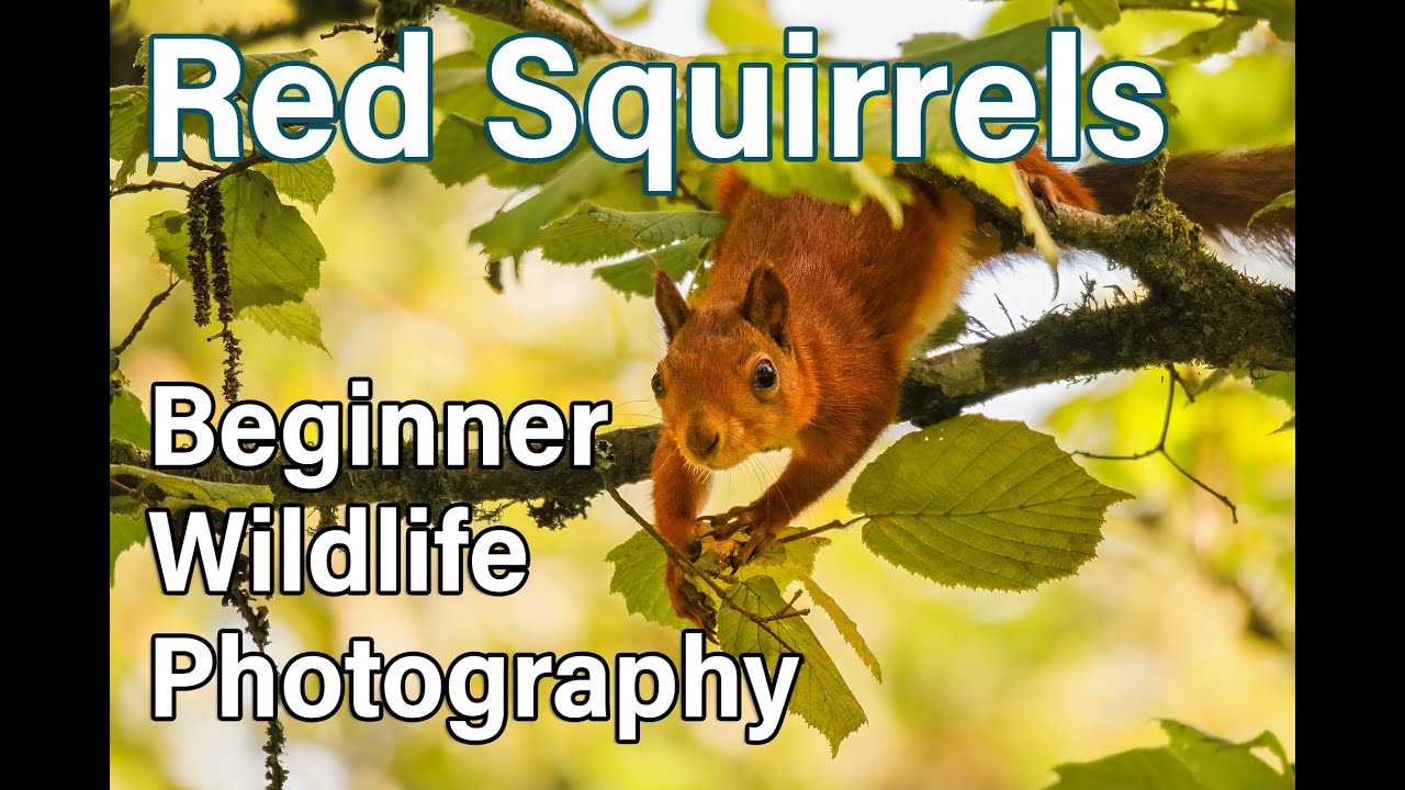 Red Squirrels on the Isle of Wight?