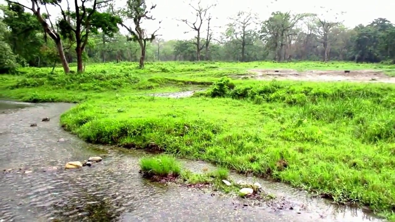 holong river of jaldapara forest / HIMALAYAN FOREST / RUDY / REVIEW ART