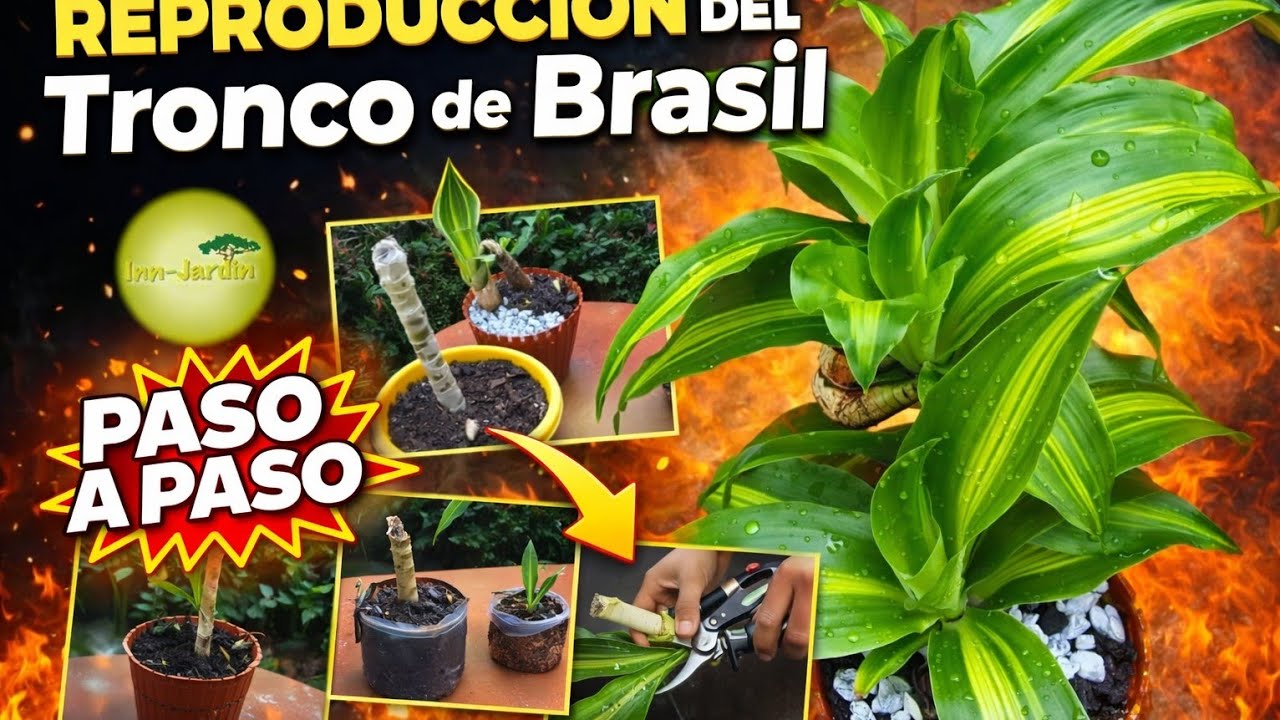 Como Cuidar y Reproducir TRONCO de BRASIL, PALO DE BRASIL, FRAGANS