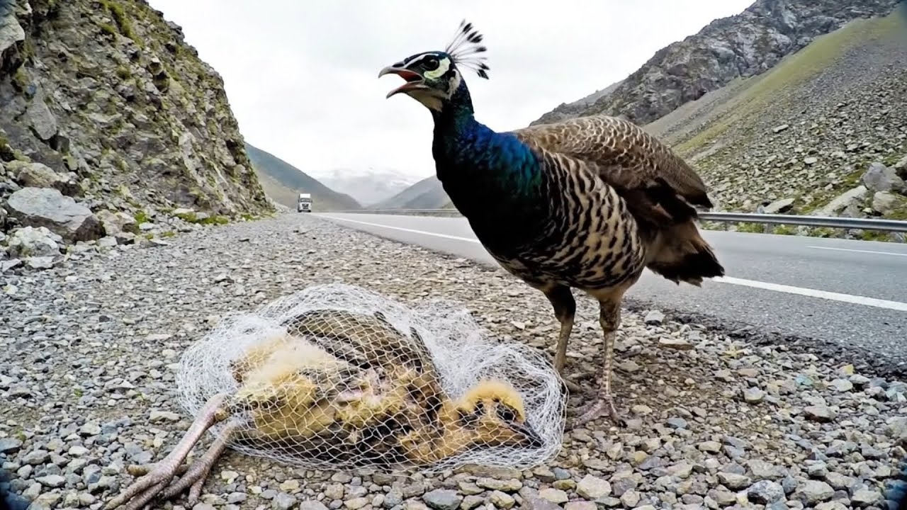 Rescuing a Peacock Chick Trapped in a Net – A Heartwarming Moment
