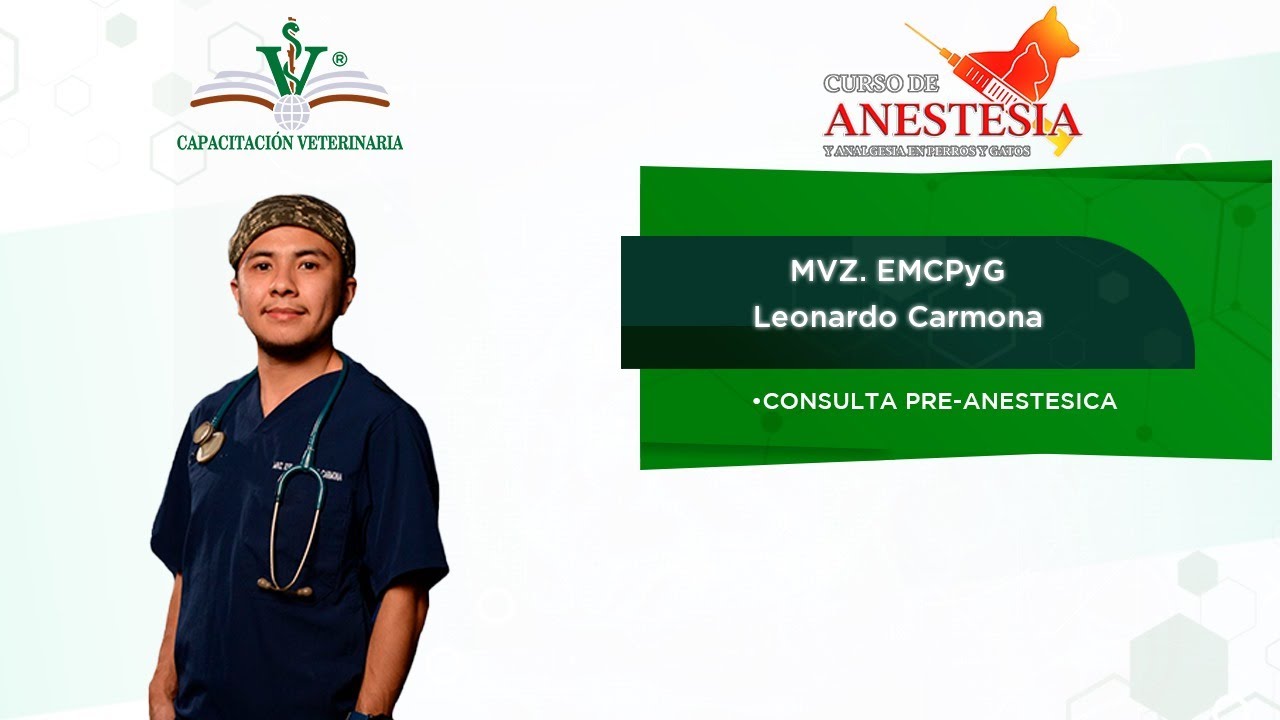 Consulta Pre-anestesica en perros y gatos