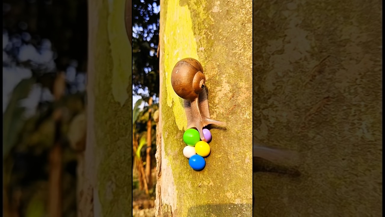 Snail eggs in the forest #camping #bushcraft #survival #outdoors #SurvivalBogura #skills