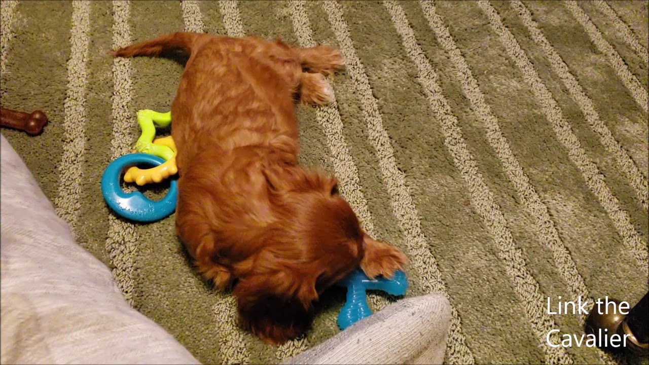 Link the Ruby Cavalier King Charles Spaniel puppy