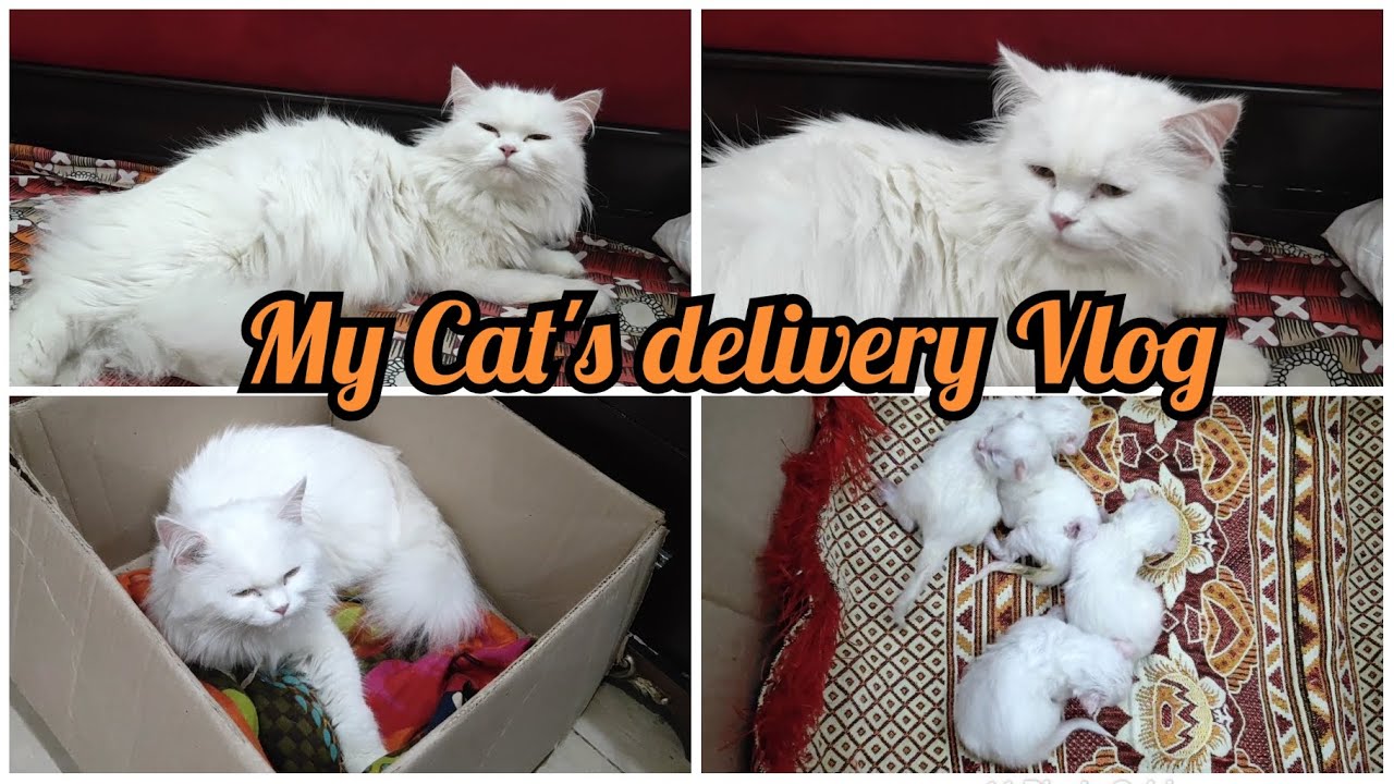 My Cat's delivery Vlog | new born kittens |  funny cats | cute and funny cats | Persian cat | cats