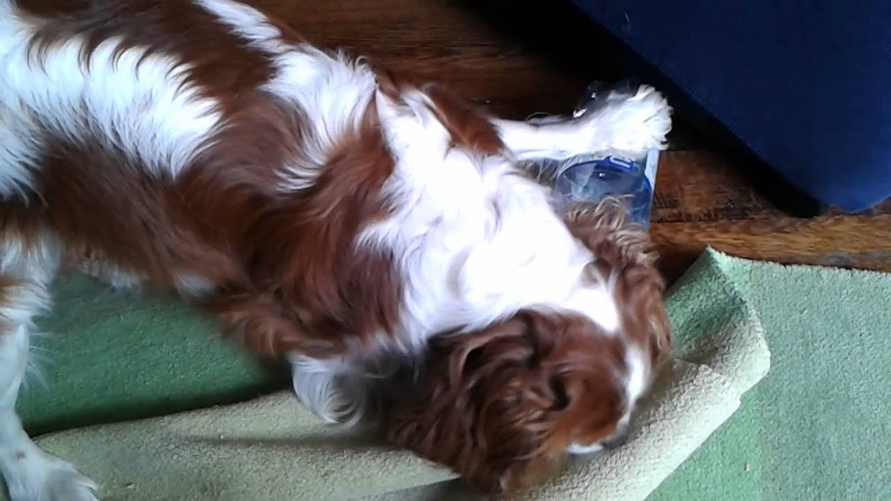 Cavalier King Charles Spaniel - very angry dog - [Paca]