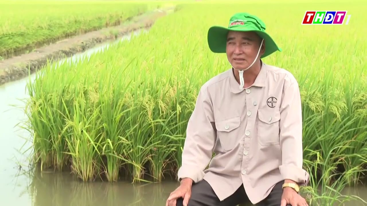 🌾 VNR26 - GIỐNG LÚA NGẮN NGÀY, NHẸ BỆNH, NĂNG SUẤT CAO CHO VỤ HÈ THU 🌾