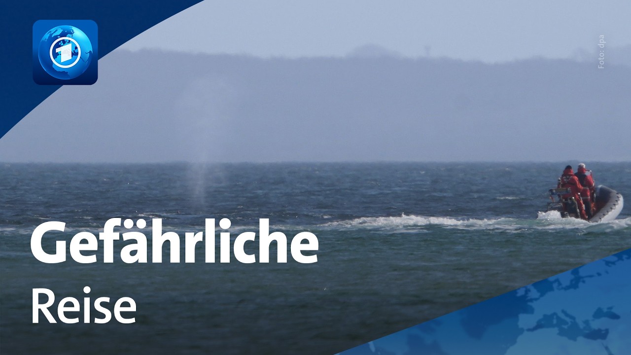 Schafft es der Buckelwal aus der L&uuml;becker Bucht?