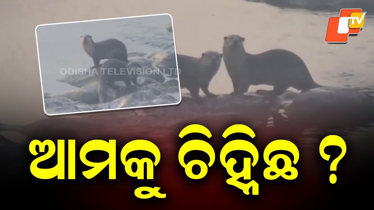 Otter-Like Creatures Spotted Under Binika Mahanadi Bridge, Locals Curious