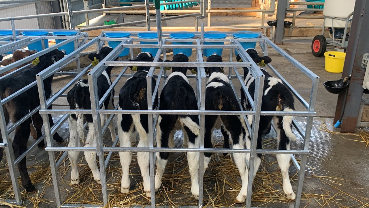 Newly updated Calf Starter Box | Condon Engineering