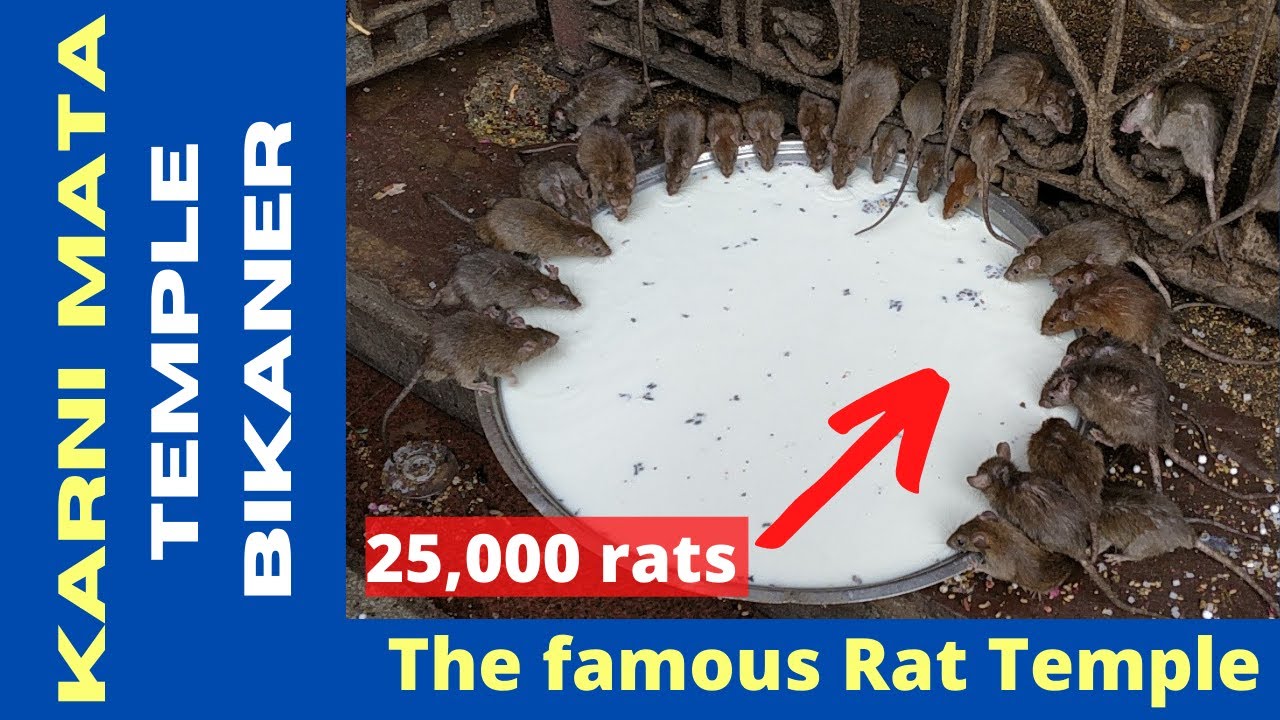 Karni Mata Temple Deshnok - Temple of Rats in India - Rat Temple in Rajasthan