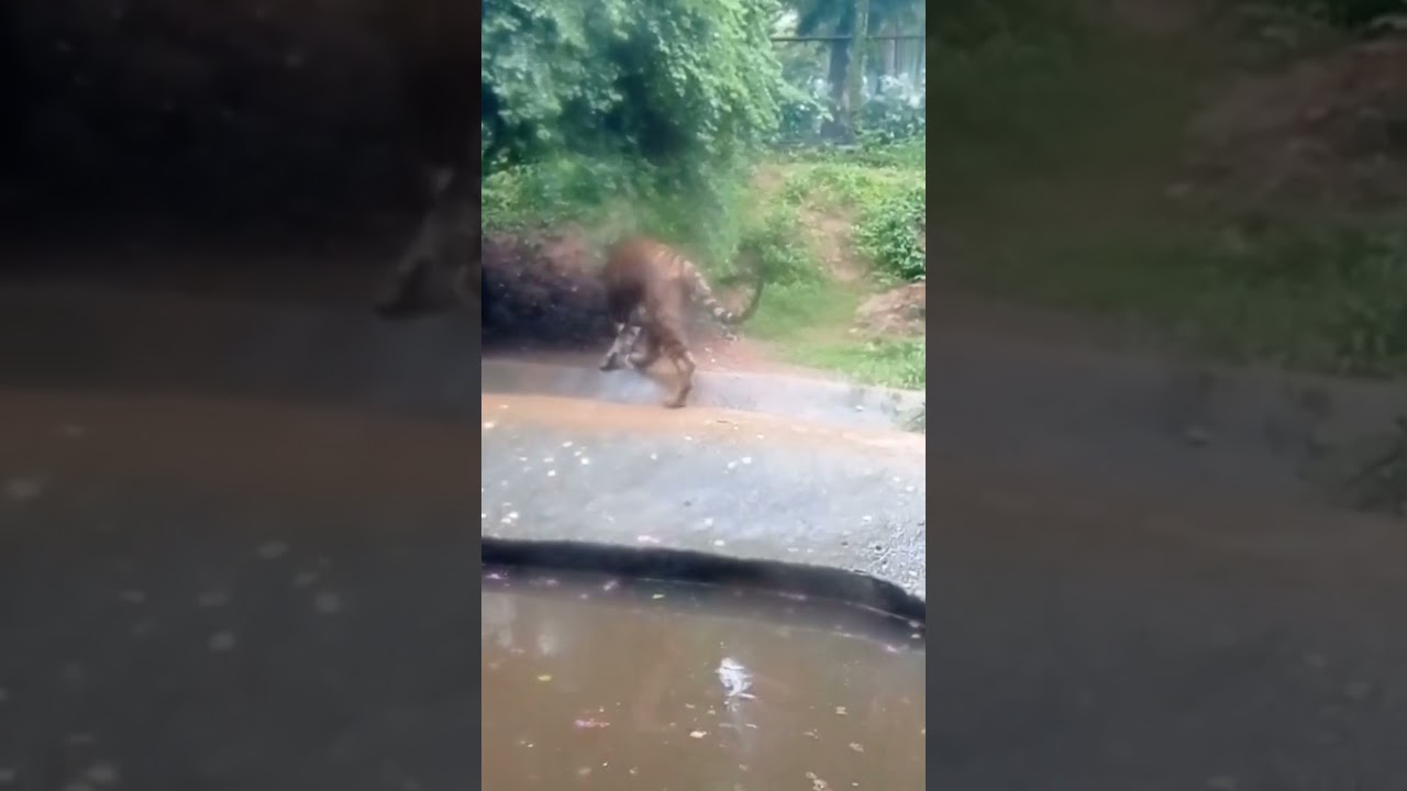 Tiger's 🐅 behaviour on a rainy day.🙍#animal #pets #zoo #srilanka #travel #shorts #trending
